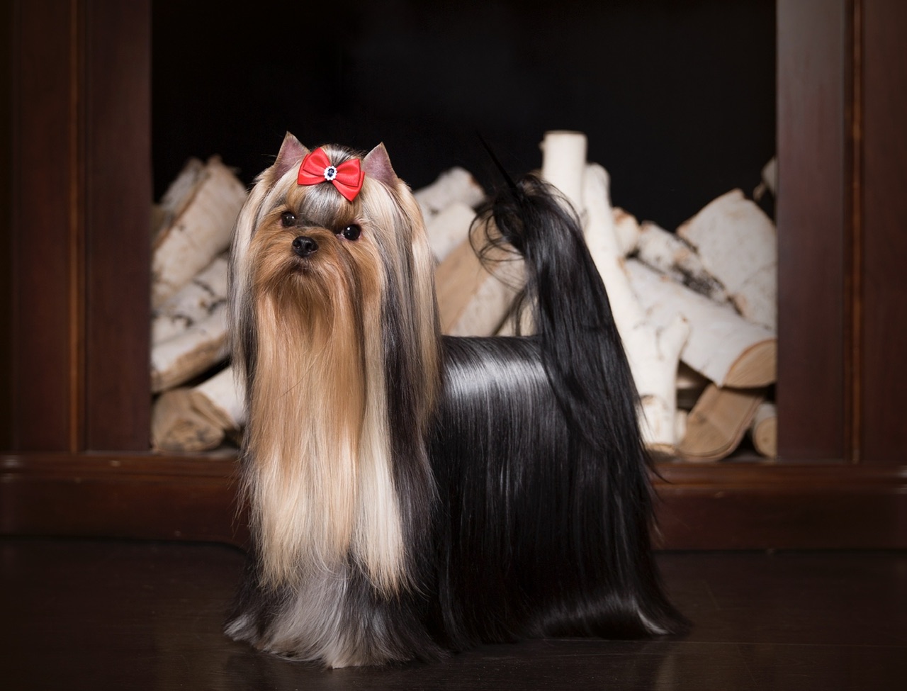 L’Yana De Vista L’YANA DE VISTA MAJOR &mdash; Labaza DogPedigree YorkshireTerrier